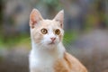 Cute baby cat kitten, ginger with white and wonderful eyes, looks at background Royalty Free Stock Photo