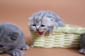 Cute baby cat miaowing Royalty Free Stock Photo