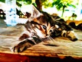 Cute baby cat oil paint 02 - modern digital art animal Royalty Free Stock Photo