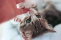 Cute baby cat playing and biting hand close shot Royalty Free Stock Photo