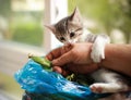 Cute baby cat playing and biting hand Royalty Free Stock Photo