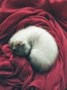 Cute baby cat sleeping on a red cloth Royalty Free Stock Photo