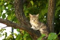 Tabby cat on tree Royalty Free Stock Photo