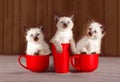 Cute baby cats. Three cozy kittens sitting in red cups. Kittens are colors of coffee or tea Royalty Free Stock Photo