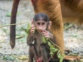 Cute Baby Chacma Baboon