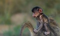 A cute baby Chacma Baboon riding on its mother\'s back holding onto her tail. Royalty Free Stock Photo