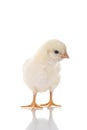 Cute Baby Chick Royalty Free Stock Photo