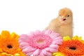 Cute baby chick Royalty Free Stock Photo