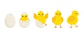 Cute baby chick born from an egg. Chicken hatching stages. Newborn little yellow cartoon chicks for easter design Royalty Free Stock Photo