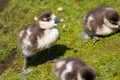 Cute baby chick. Egyptian goose gosling. Adorable baby animal. Royalty Free Stock Photo