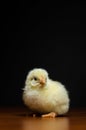 Cute baby chick Royalty Free Stock Photo