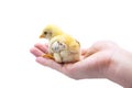 Cute baby chick sitting on hand. Isolated on white background Royalty Free Stock Photo