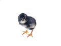 Cute baby chick standing isolated on a white background Royalty Free Stock Photo