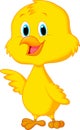 Cute baby chicken cartoon Royalty Free Stock Photo