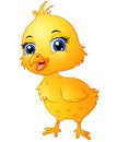 Cute baby chicken cartoon Royalty Free Stock Photo