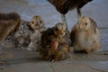 Cute Baby Chicken. The chicks are sitting at the mother`s feet. Such chicks are found in the villages and hills of Bangladesh