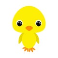 Cute baby chicken. Flat vector stock illustration on white background Royalty Free Stock Photo