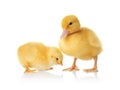 Cute baby chicken and gosling on background. Farm animals
