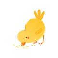 Cute baby chicken pecking grain, funny cartoon bird character vector Illustration isolated on a white background