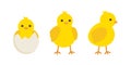 Cute baby chickens set in different poses for easter design. Little yellow cartoon chicks. Vector illustration isolated Royalty Free Stock Photo