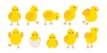 Cute baby chickens set in different poses for easter design. Little yellow cartoon chicks. Vector illustration isolated on white Royalty Free Stock Photo