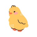 Cute baby chickens set easter design yellow cartoon chicks. Vector illustration Royalty Free Stock Photo