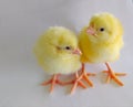 Cute Baby Chicks Royalty Free Stock Photo