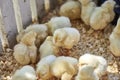 Cute baby chicks together in captivity Royalty Free Stock Photo