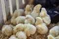 Cute baby chicks together in captivity Royalty Free Stock Photo