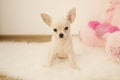 Cute baby chihuahua dog sits on white carpet in room, indoors, sweet home