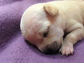 Cute baby chihuahua sleeping peacefully