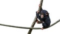 Cute baby chimpanzee climbing a vine