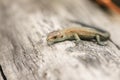 A cute baby Common Lizard Lacerta Zootoca vivipara warming on a log. Royalty Free Stock Photo