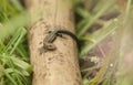 A cute baby Common Lizard Lacerta Zootoca vivipara warming on a stick in the long grass. Royalty Free Stock Photo