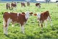 Cute baby cow in meadow outdoors, cows and calf in  summer rural scene with free animals in farm Royalty Free Stock Photo