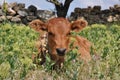 Cute baby cow with rural landscape background Royalty Free Stock Photo