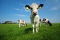 Cute baby cow in summer Royalty Free Stock Photo