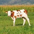 Cute baby cow in summer Royalty Free Stock Photo