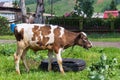 Cute baby cow in summer Royalty Free Stock Photo