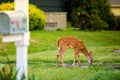 Cute baby deer on the country house lawn at summer day Royalty Free Stock Photo