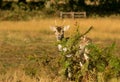 Cute Baby Deer hiding