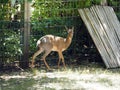 Cute baby deer at the specially allocated area at the zoo