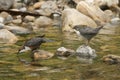 A cute baby Dipper, Cinclus cinclus, standing on a rock in the middle of a river. Its parent is about to dive under the water to c