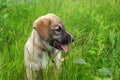 Cute baby-dog in grass