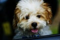 Cute baby dog looking out car window Royalty Free Stock Photo