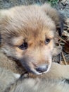 Cute baby dog with loving eyes.