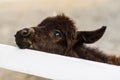 Cute baby donkey behind white fence on farm Royalty Free Stock Photo