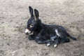 Cute Baby Donkey, Burro, Farm Animal