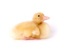 Cute Baby Duck