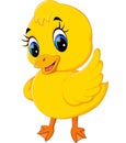 Cute baby duck cartoon Royalty Free Stock Photo